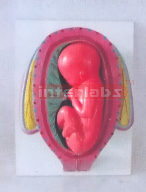 UTERUS WITH EMBRYO (7 MONTH)